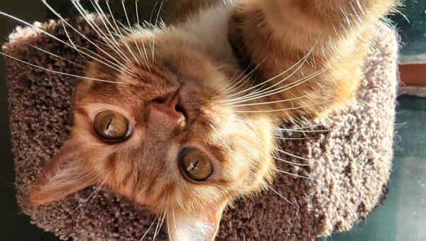 /Images/uploads/The Murphee and Sugar Angel Foundation/murpheeandsugar-pet-photo-contest-fundraiser/entries/27852thumb.jpg